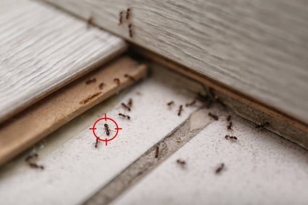 Best Mosquito Control Services  in Varnell, GA