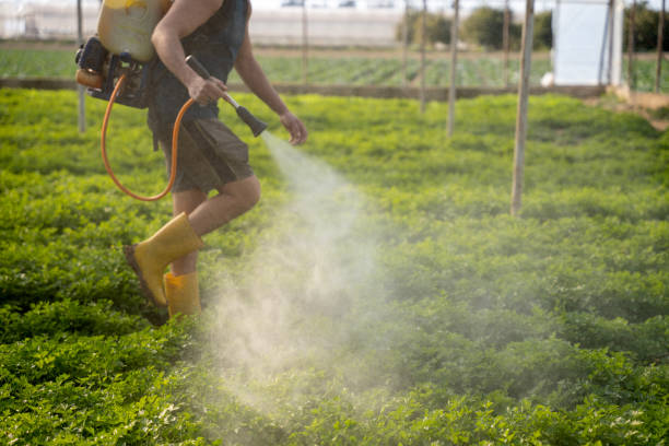 Best Local Pest Control Services  in Varnell, GA