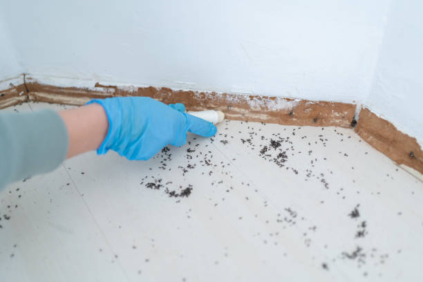 Best Emergency Pest Control  in Varnell, GA